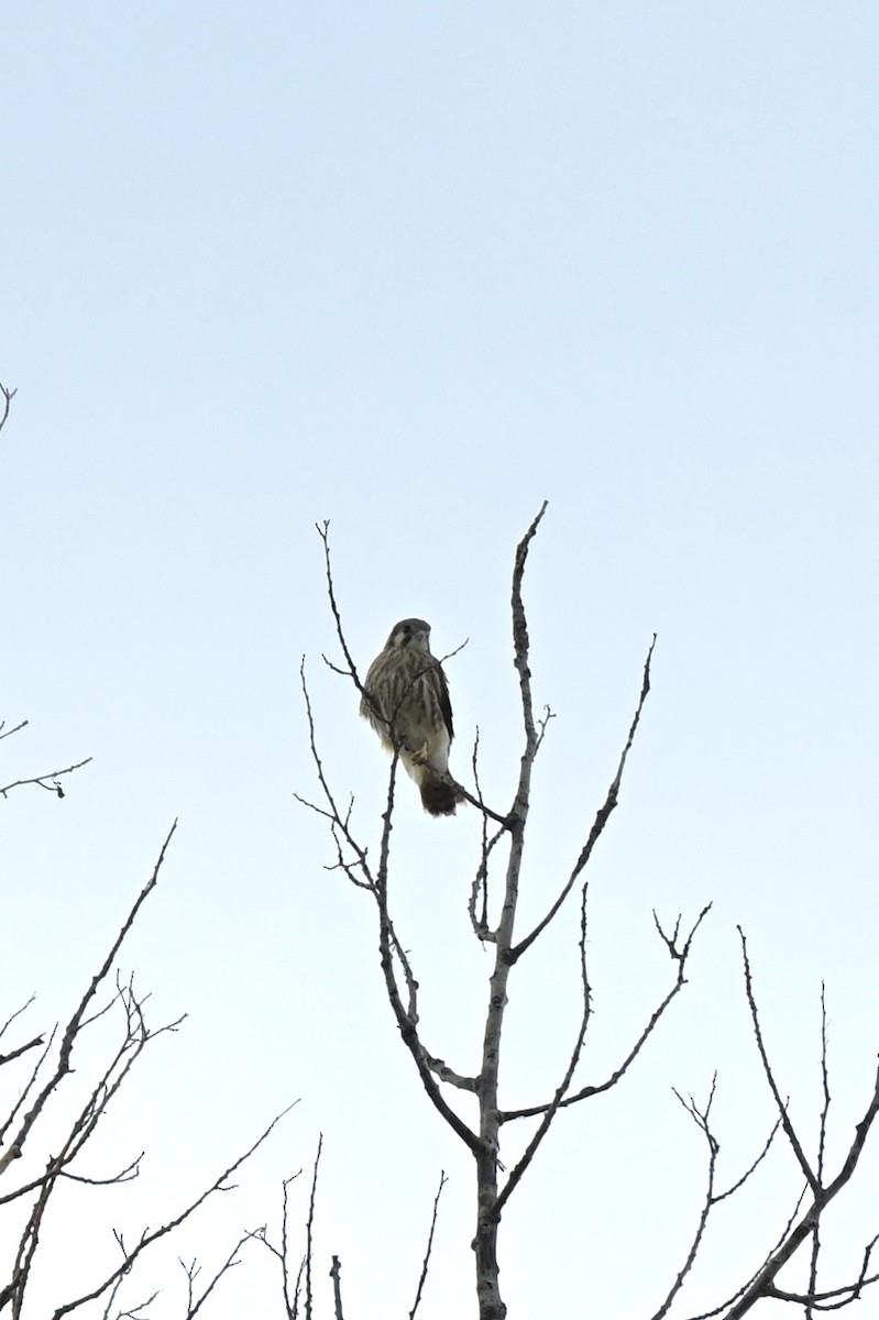 American Kestrel - ML659869917
