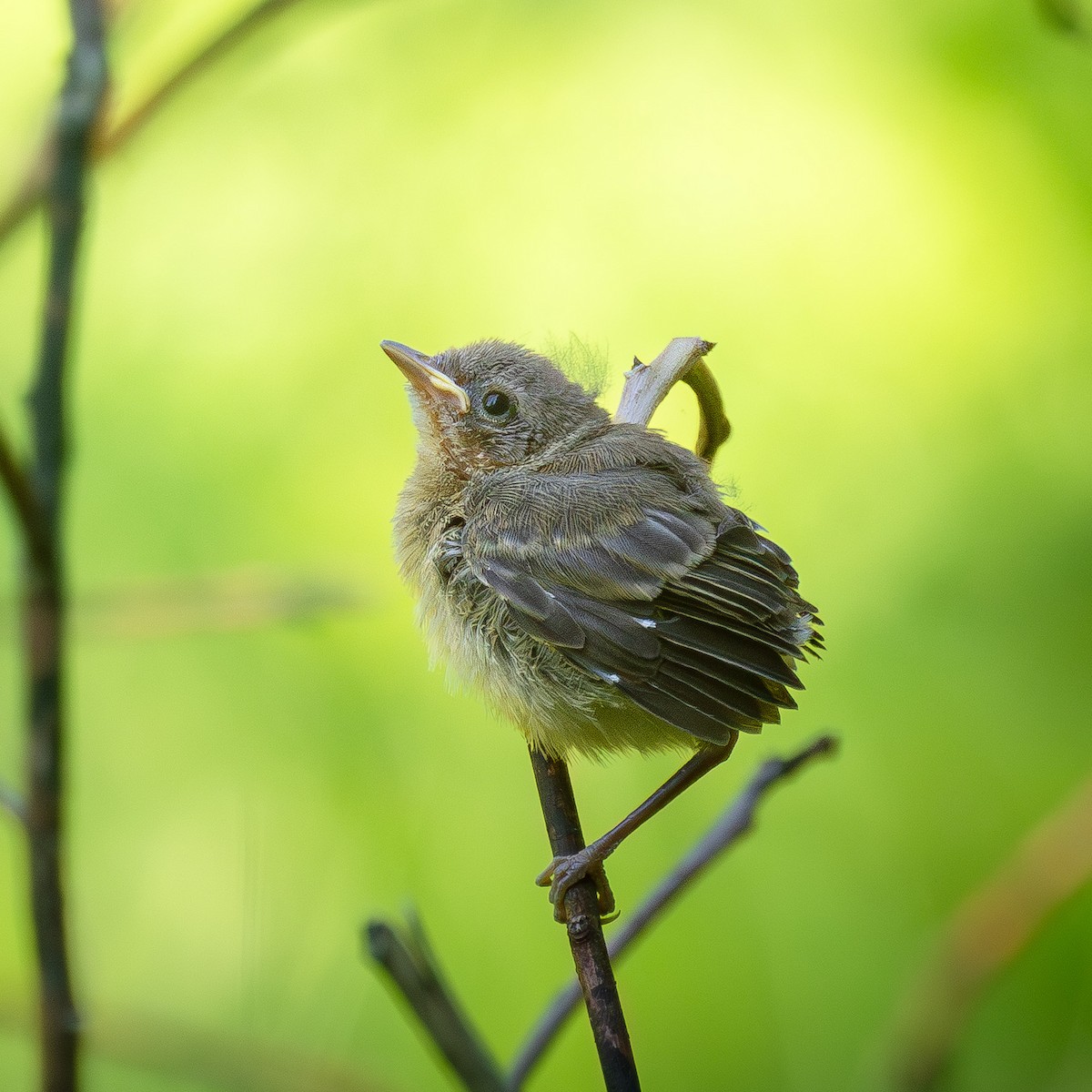 Prairie Warbler - ML659869918