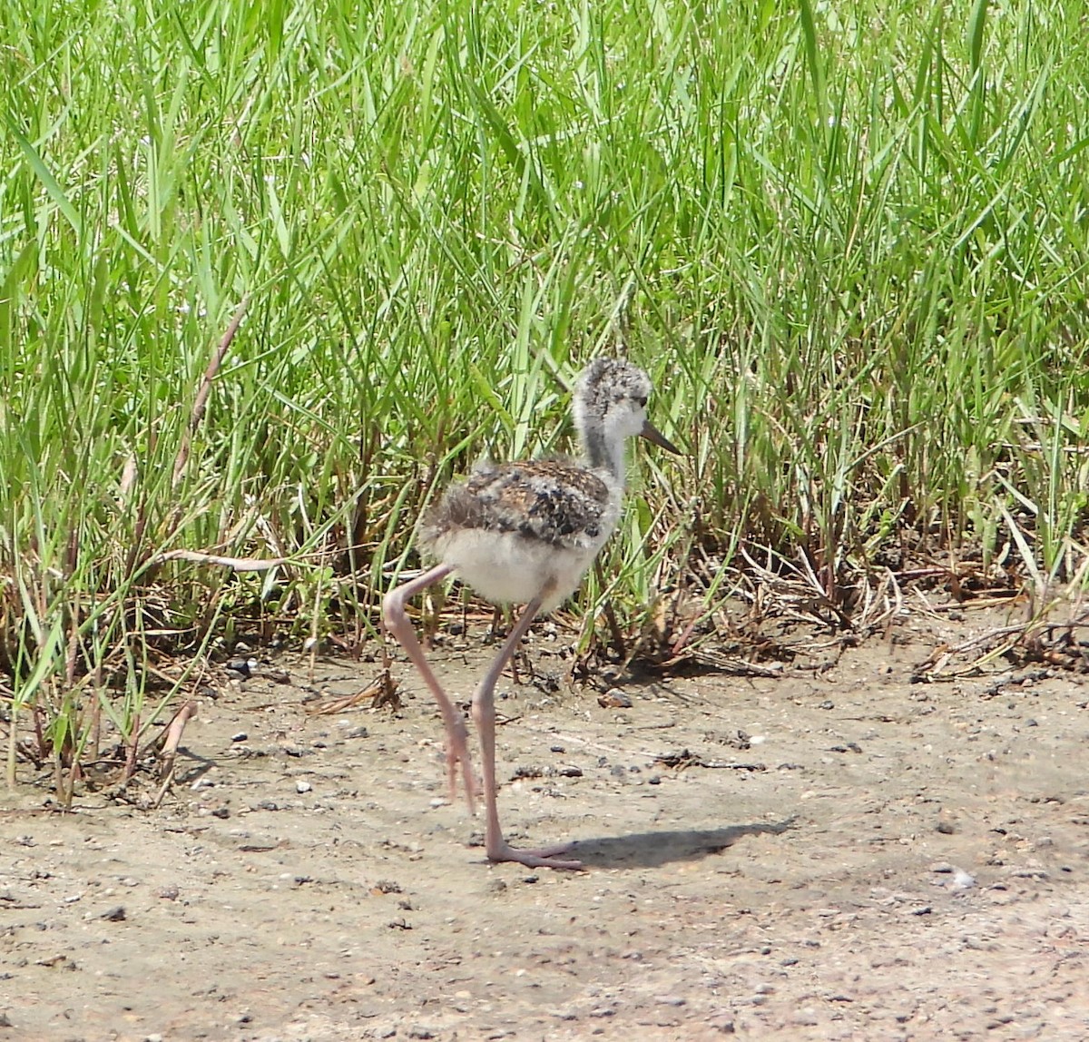 Black-necked Stilt - ML659869919