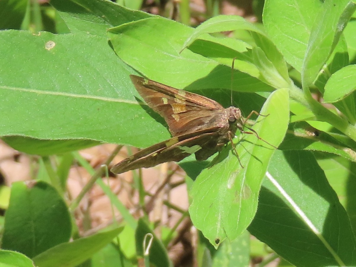 Silver-spotted Skipper - ML659869920