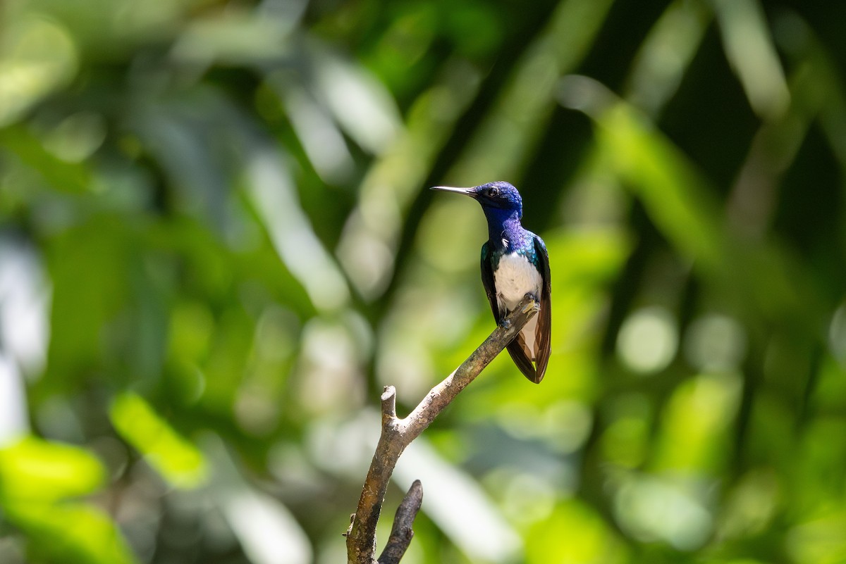 White-necked Jacobin - ML659869921