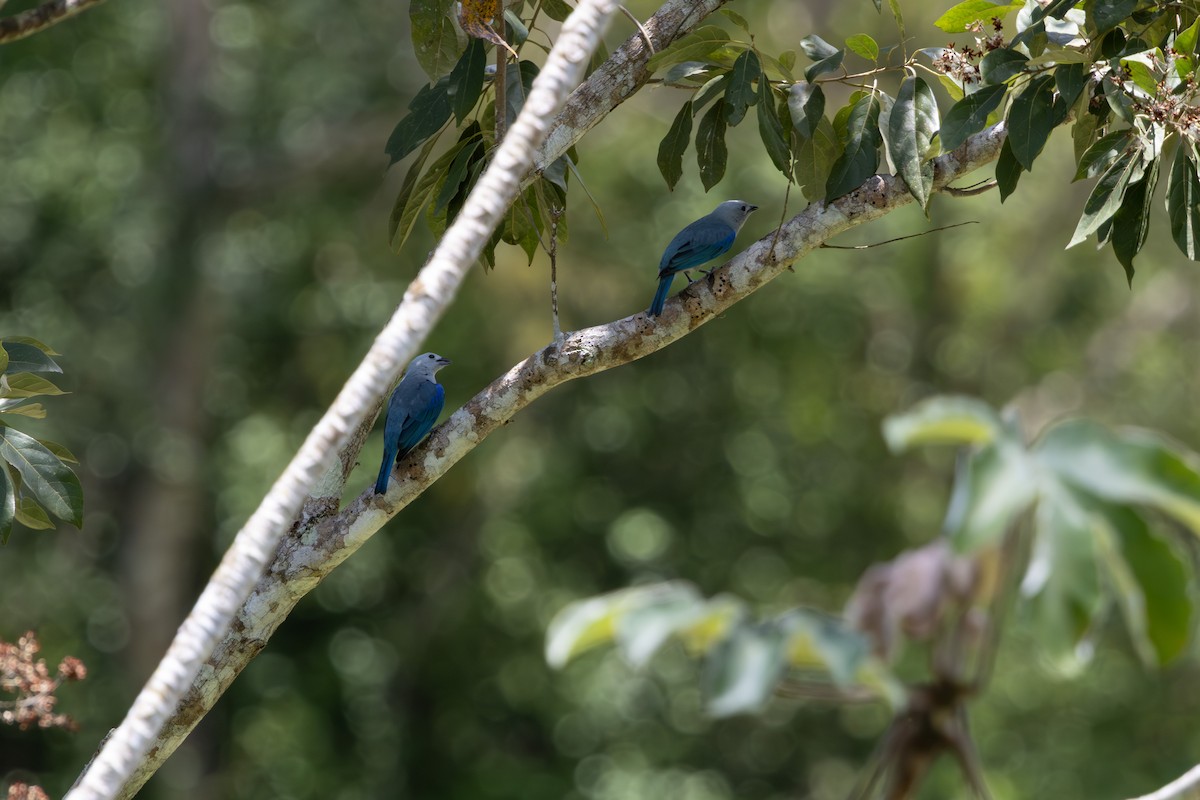Blue-gray Tanager - ML659869990