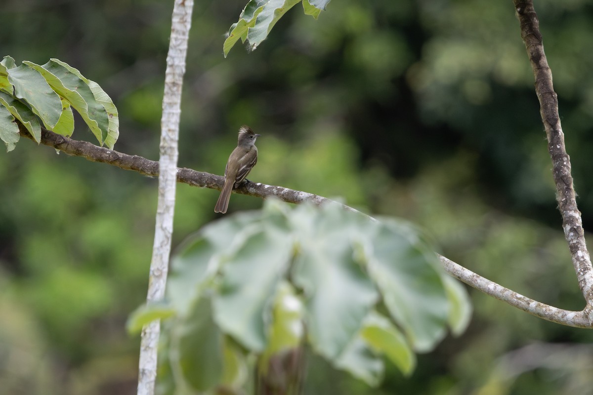 Yellow-bellied Elaenia - ML659870470