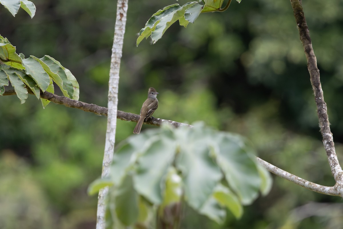 Yellow-bellied Elaenia - ML659870570