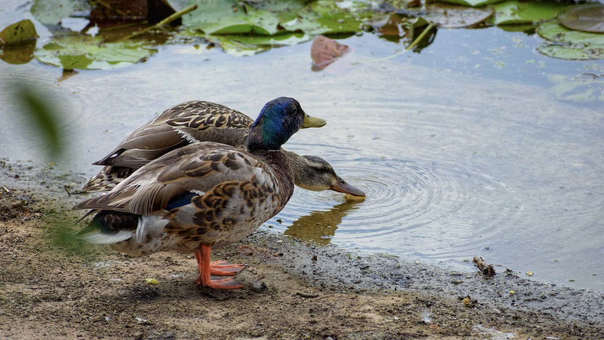 Mallard - ML659871356