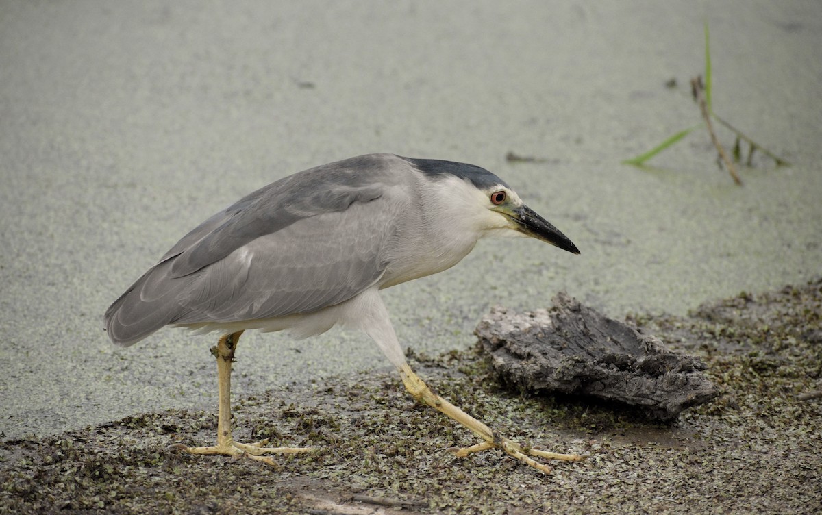 Black-crowned Night Heron - ML659871372