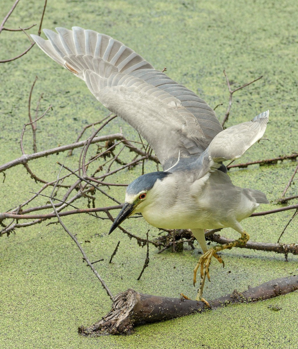 Black-crowned Night Heron - ML659871373