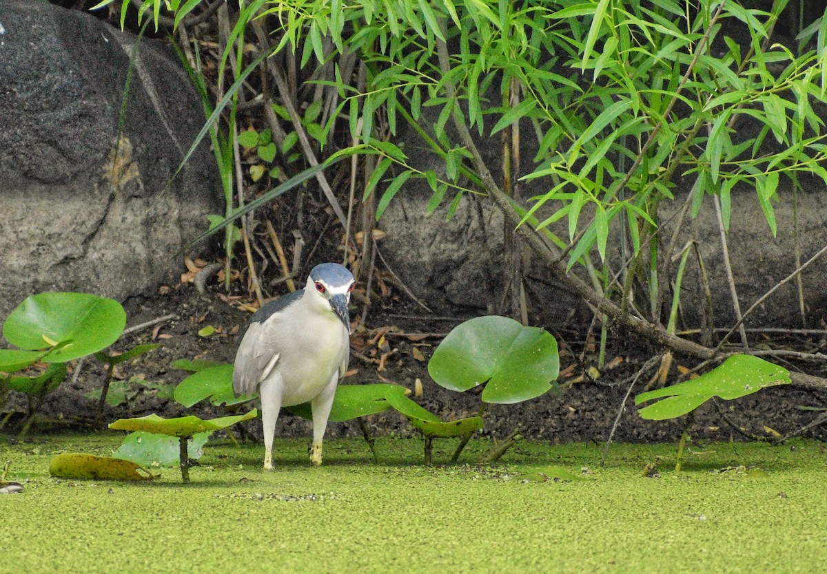 Black-crowned Night Heron - ML659871374