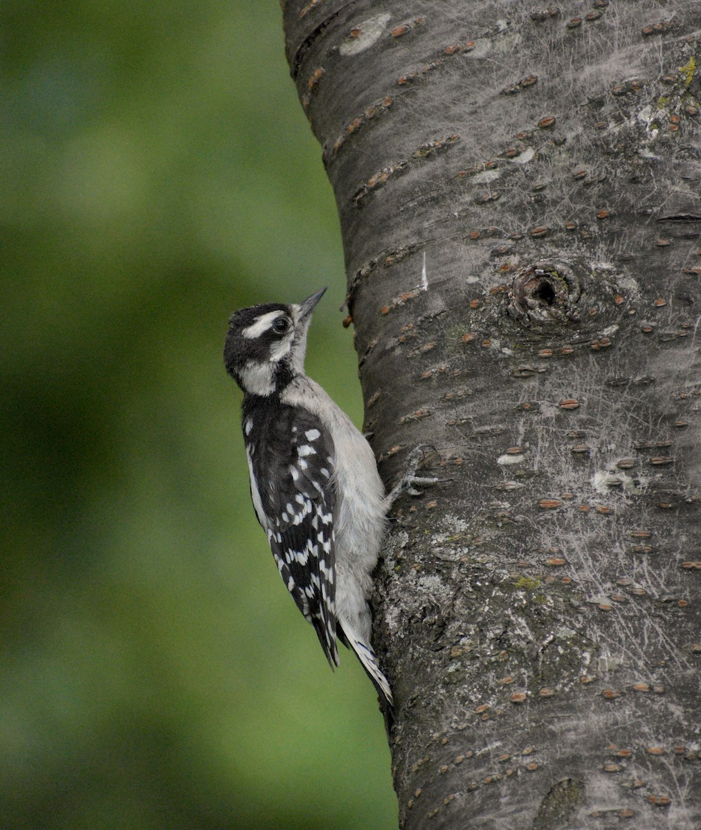 Downy Woodpecker - ML659871382
