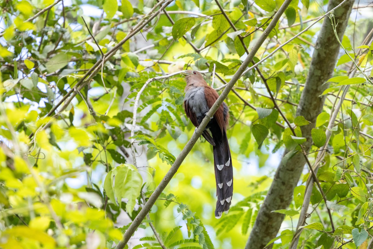 Common Squirrel-Cuckoo - ML659872507