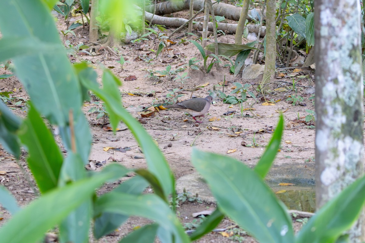 White-tipped Dove - ML659872541