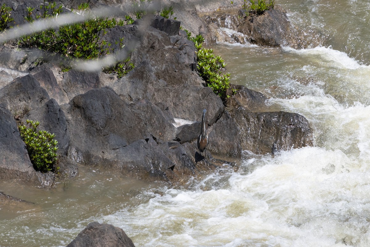 Bare-throated Tiger-Heron - ML659872751