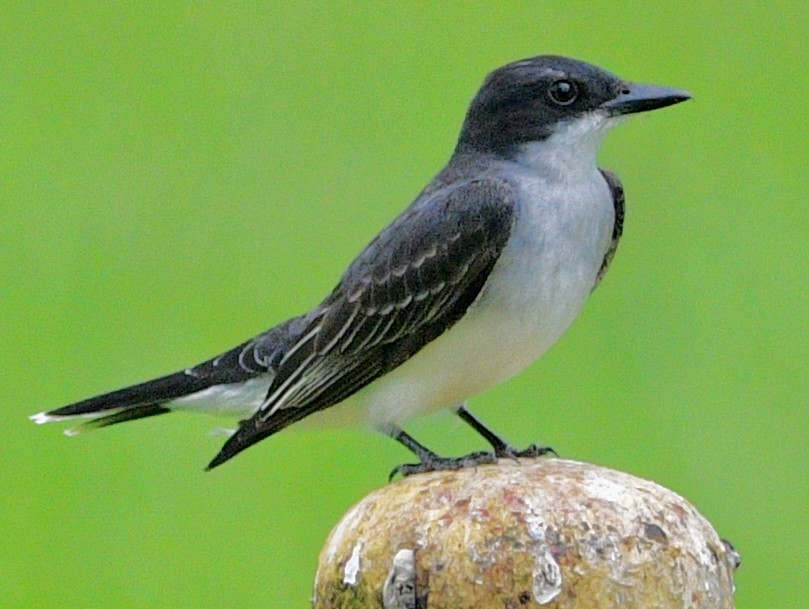 Eastern Kingbird - ML659872791
