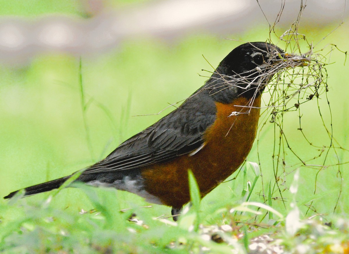 American Robin - ML659872811