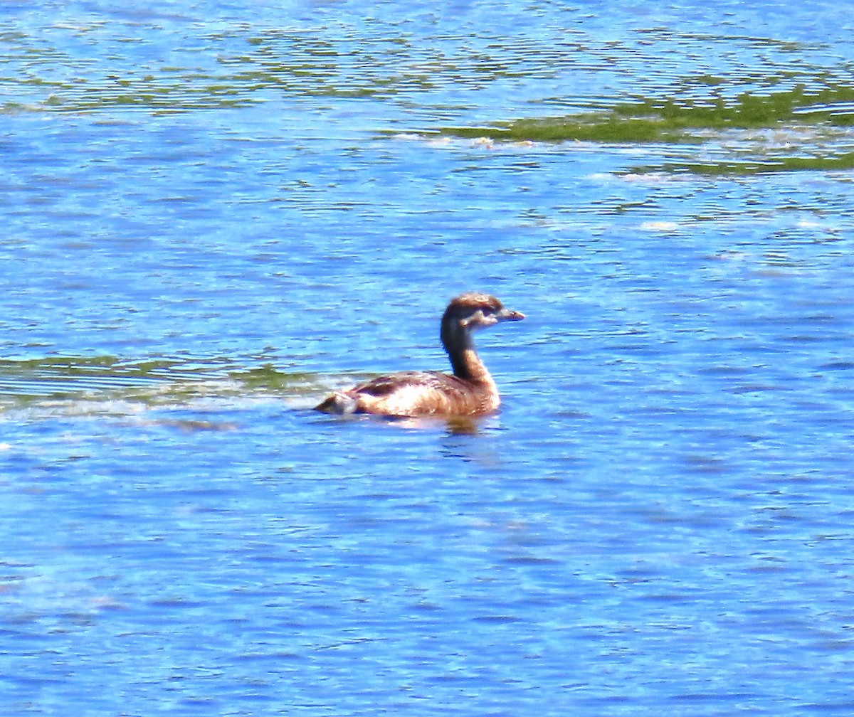 Pied-billed Grebe - ML659874826