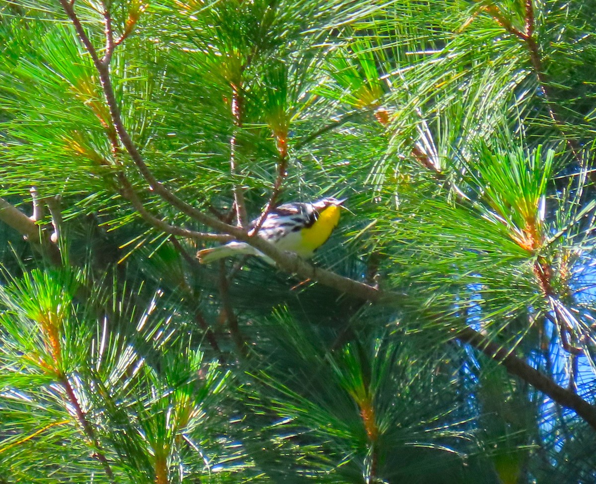 Yellow-throated Warbler - ML659874847