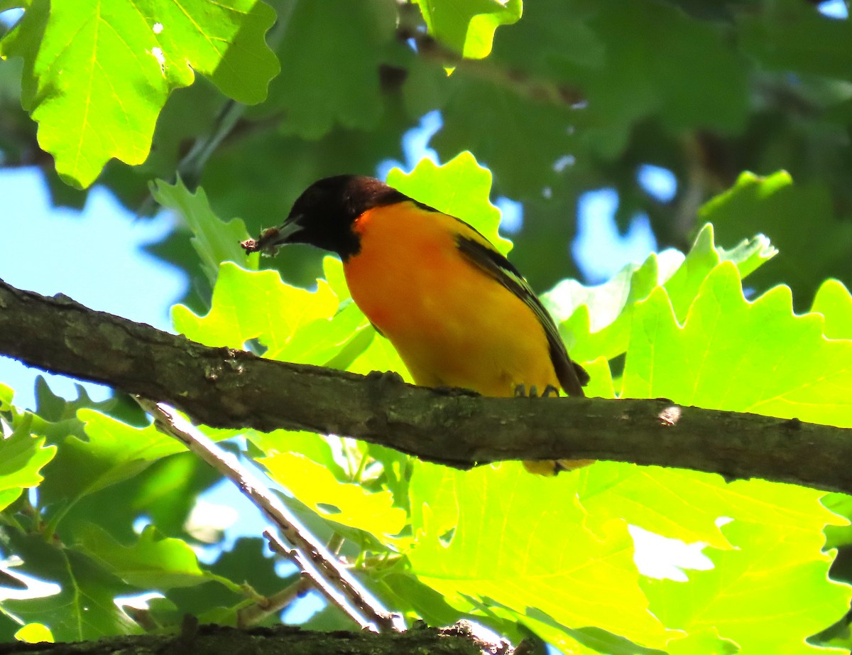 Baltimore Oriole - ML659874931