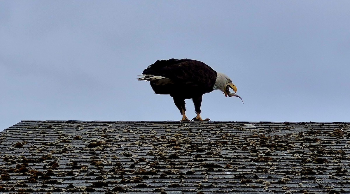 Weißkopf-Seeadler - ML659875272