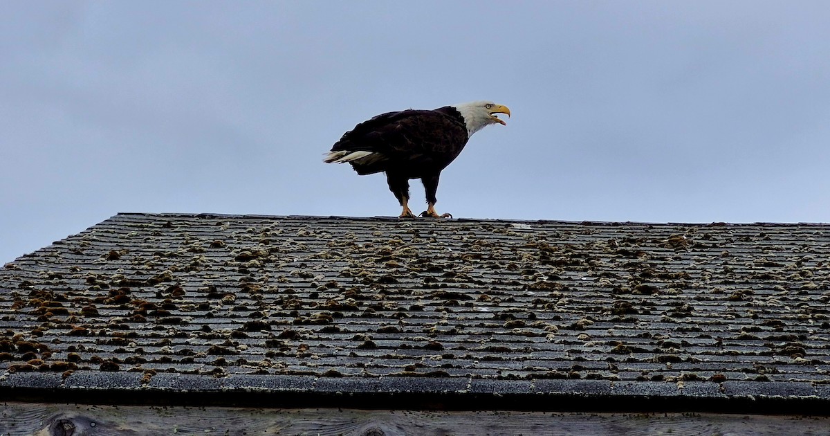Weißkopf-Seeadler - ML659875273