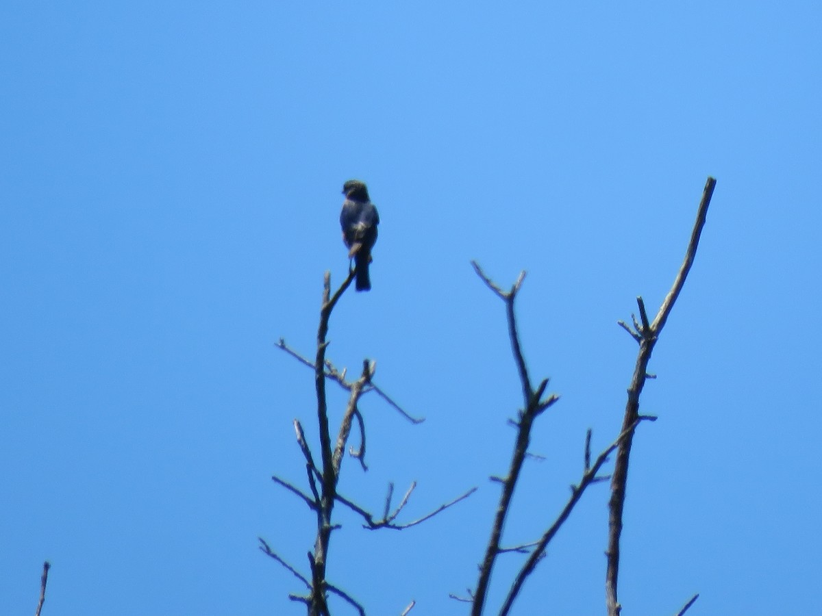 Bobolink - ML659875619