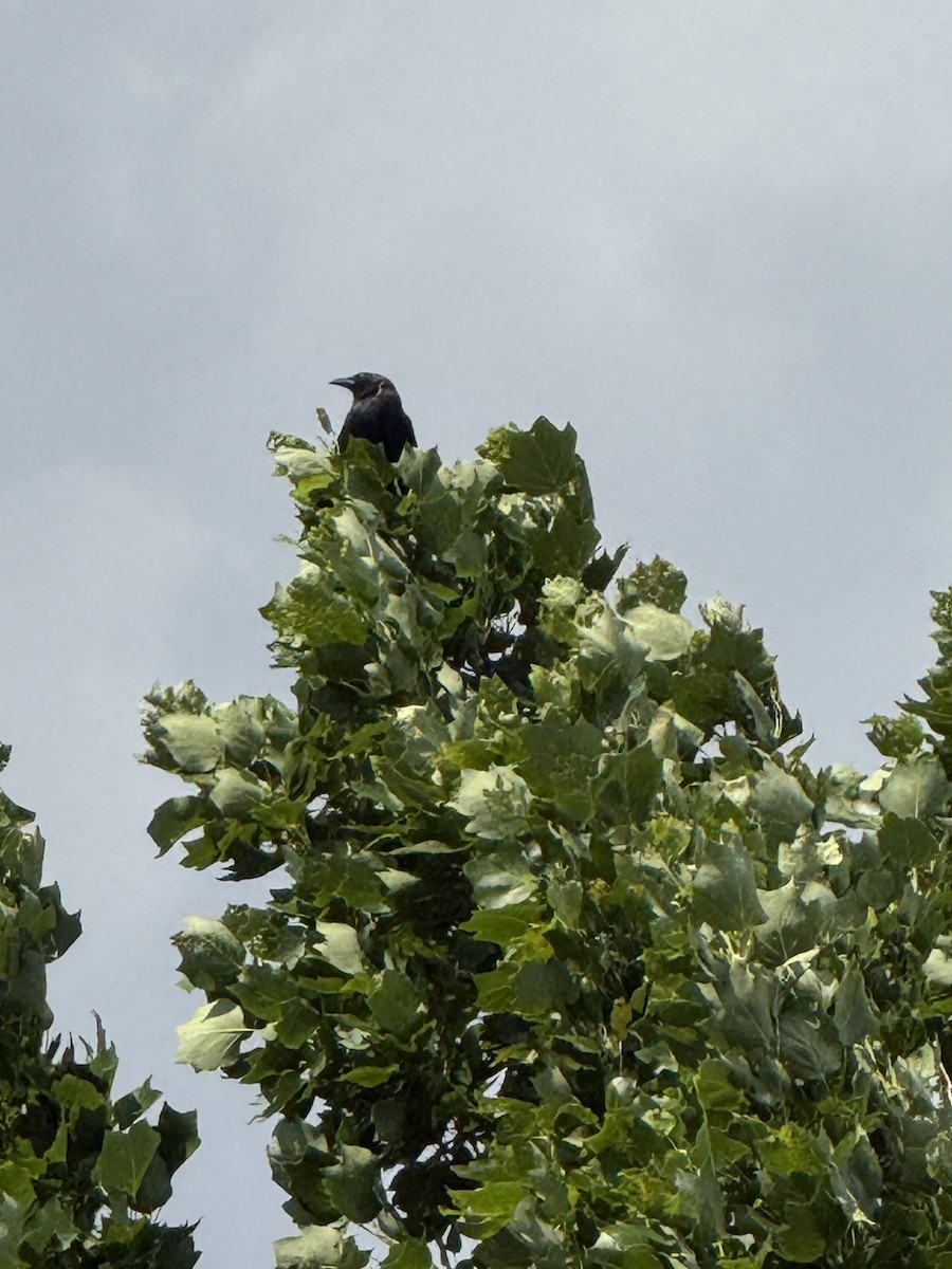 Fish Crow - ML659877170