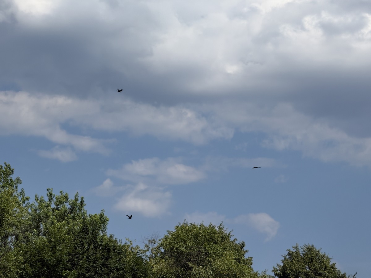 Fish Crow - ML659877173