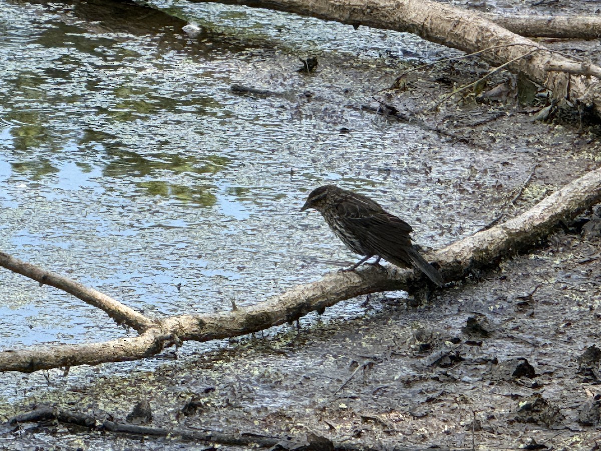 Red-winged Blackbird - ML659877181