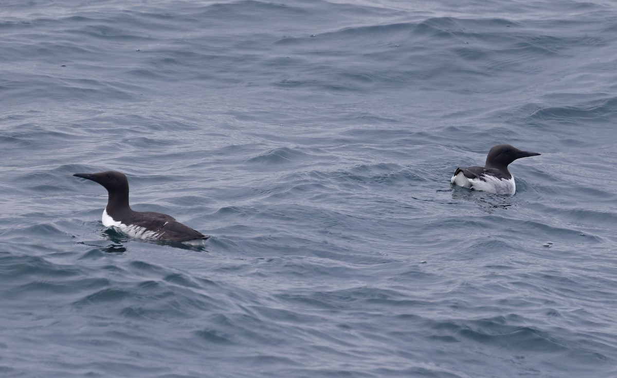 Common Murre - ML659877205