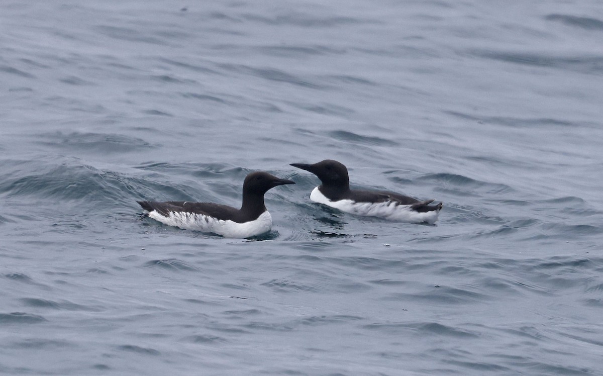 Common Murre - ML659877211