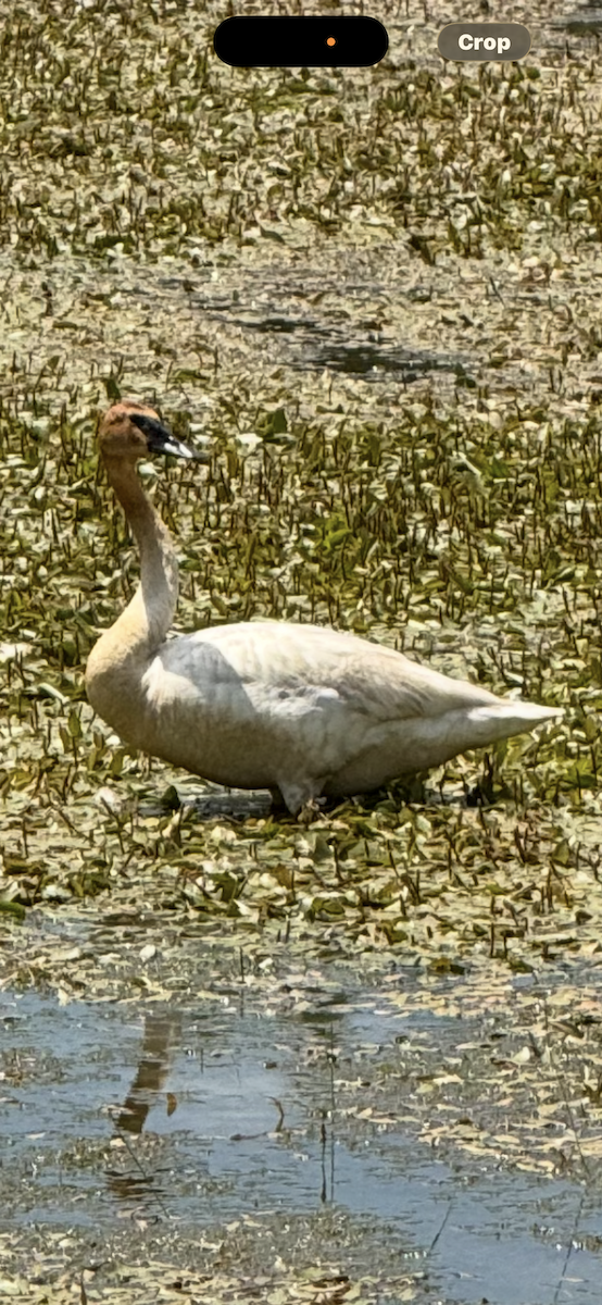 Trumpeter Swan - ML659877213