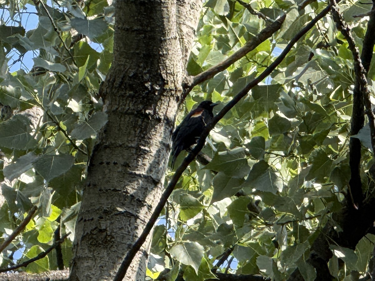 Red-winged Blackbird (Red-winged) - ML659877215