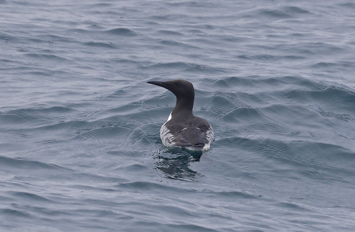 Common Murre - ML659877216