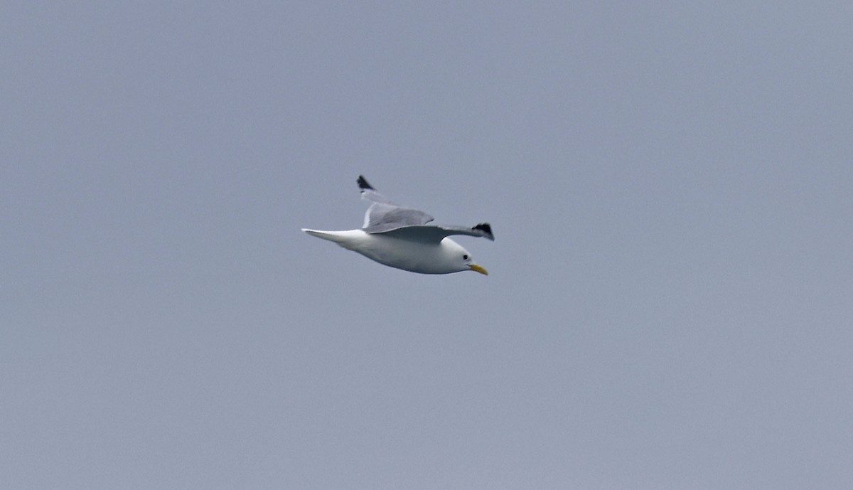 Black-legged Kittiwake - ML659877217