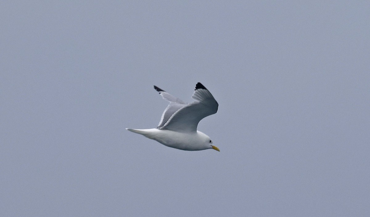 Black-legged Kittiwake - ML659877225