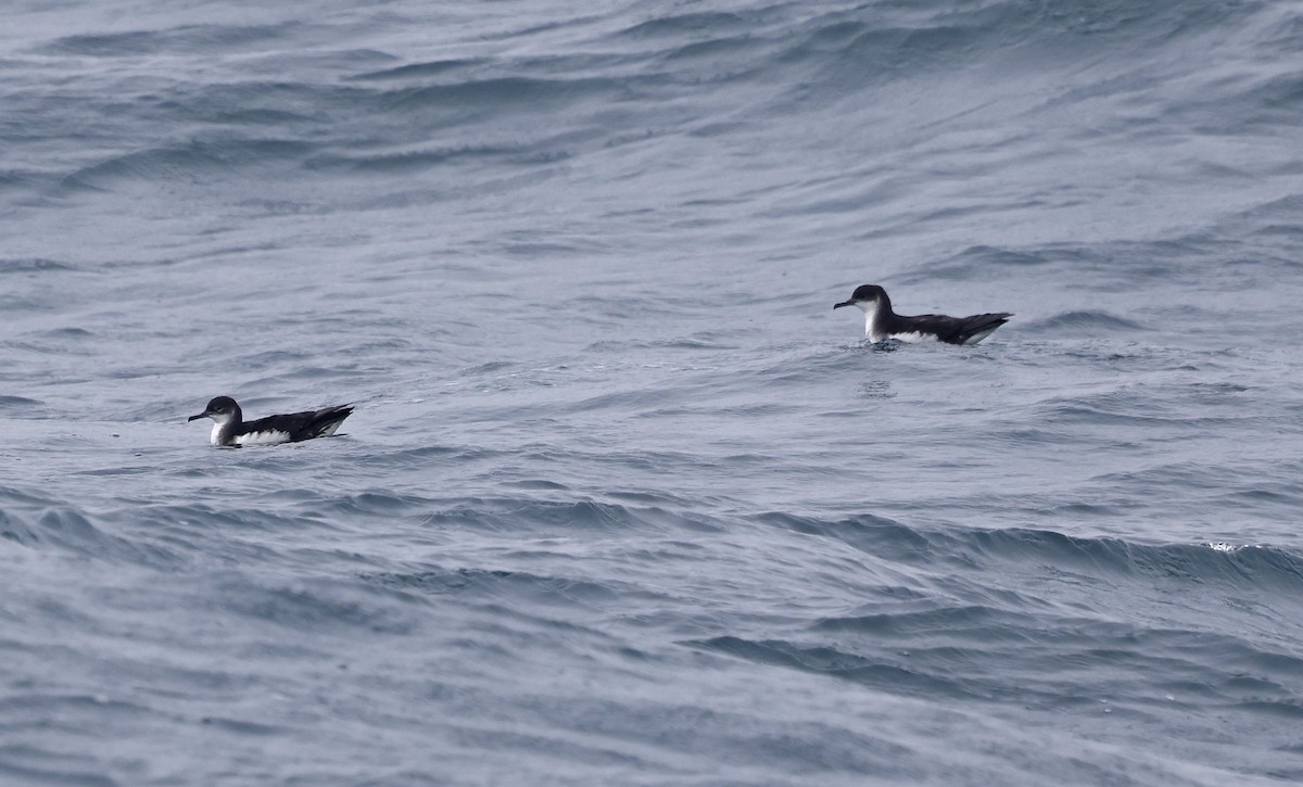 Manx Shearwater - ML659877232