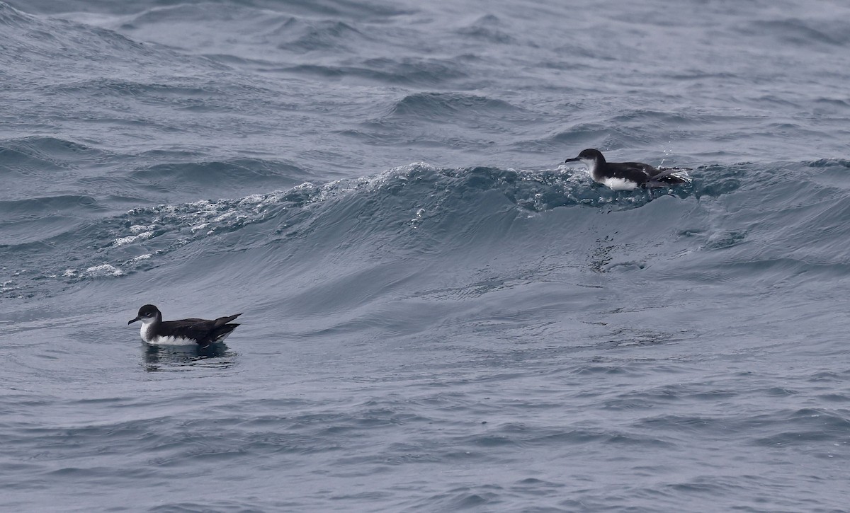 Manx Shearwater - ML659877242