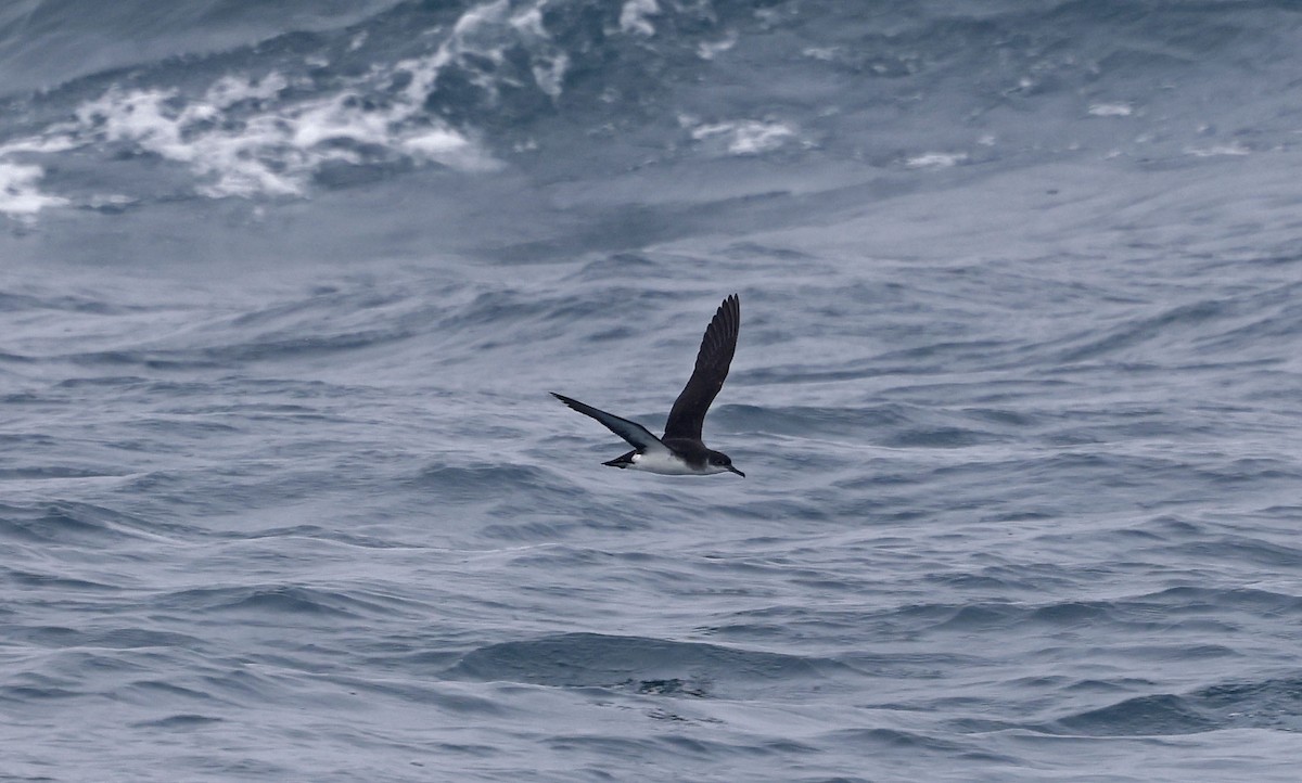 Manx Shearwater - ML659877266