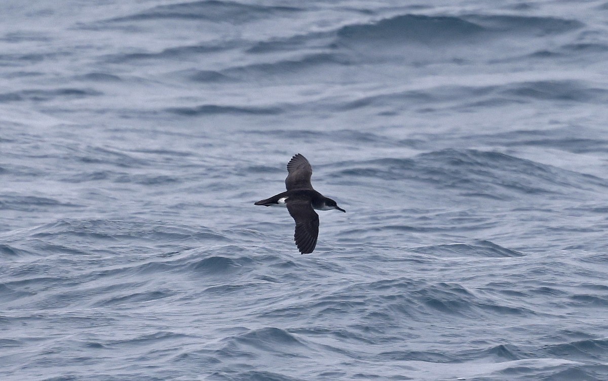 Manx Shearwater - ML659877278