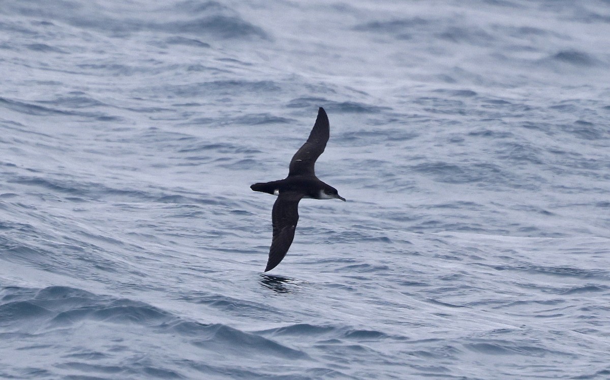 Manx Shearwater - ML659877279