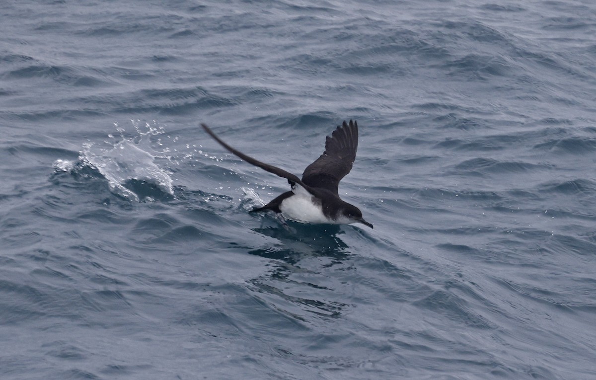 Manx Shearwater - ML659877280