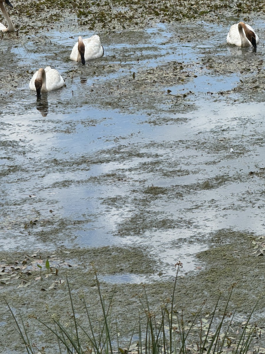 Trumpeter Swan - ML659877281