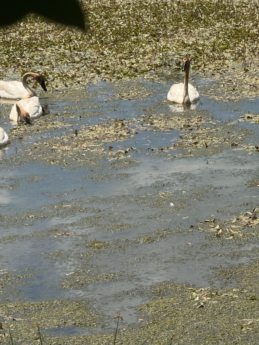 Trumpeter Swan - ML659877282