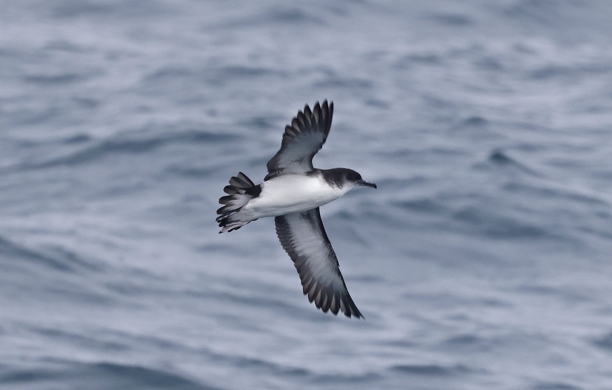 Manx Shearwater - ML659877283