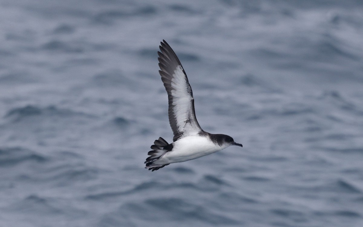 Manx Shearwater - ML659877290