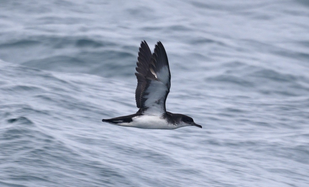 Manx Shearwater - ML659877294