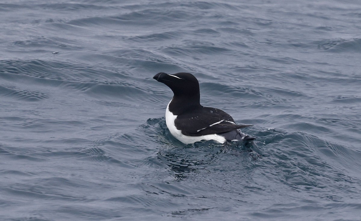 Razorbill - ML659877301