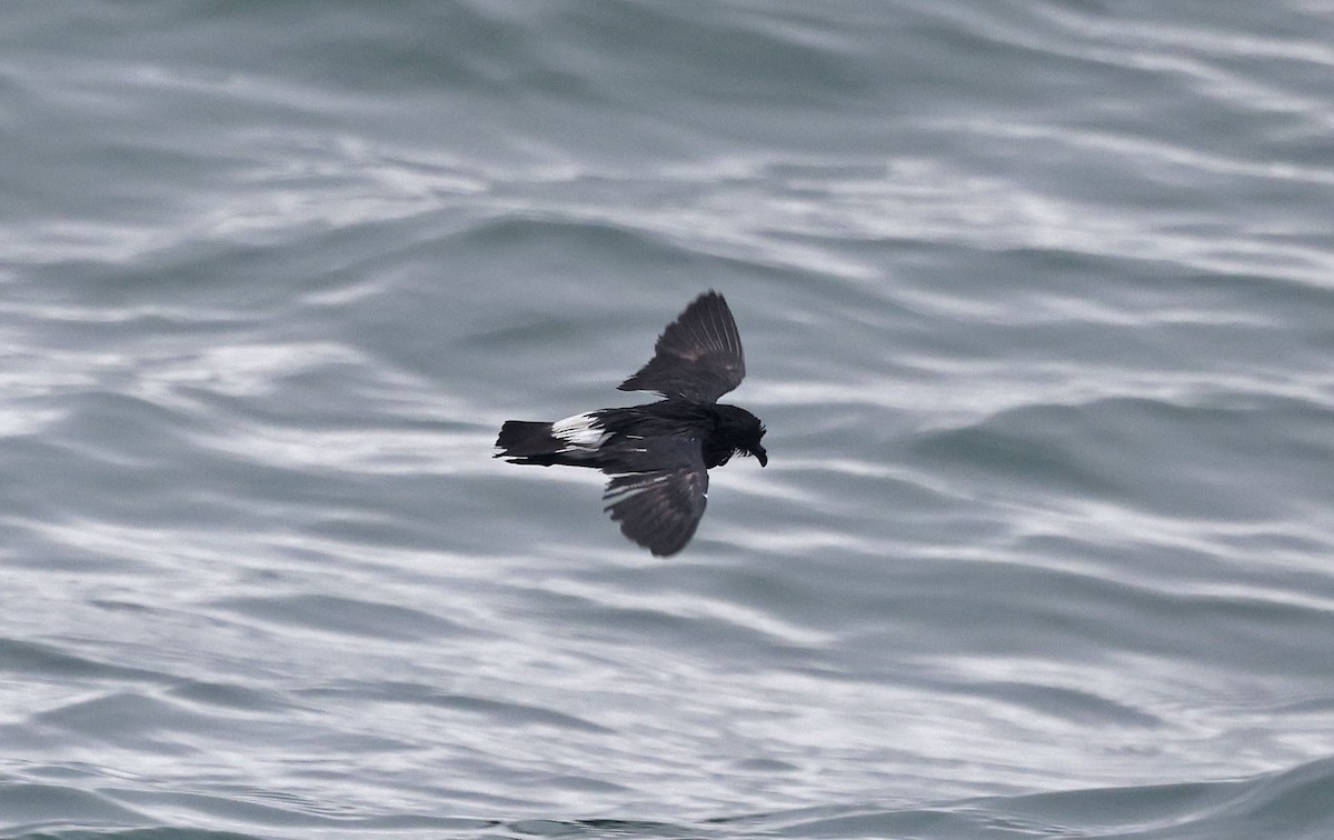 European Storm-Petrel - ML659877305