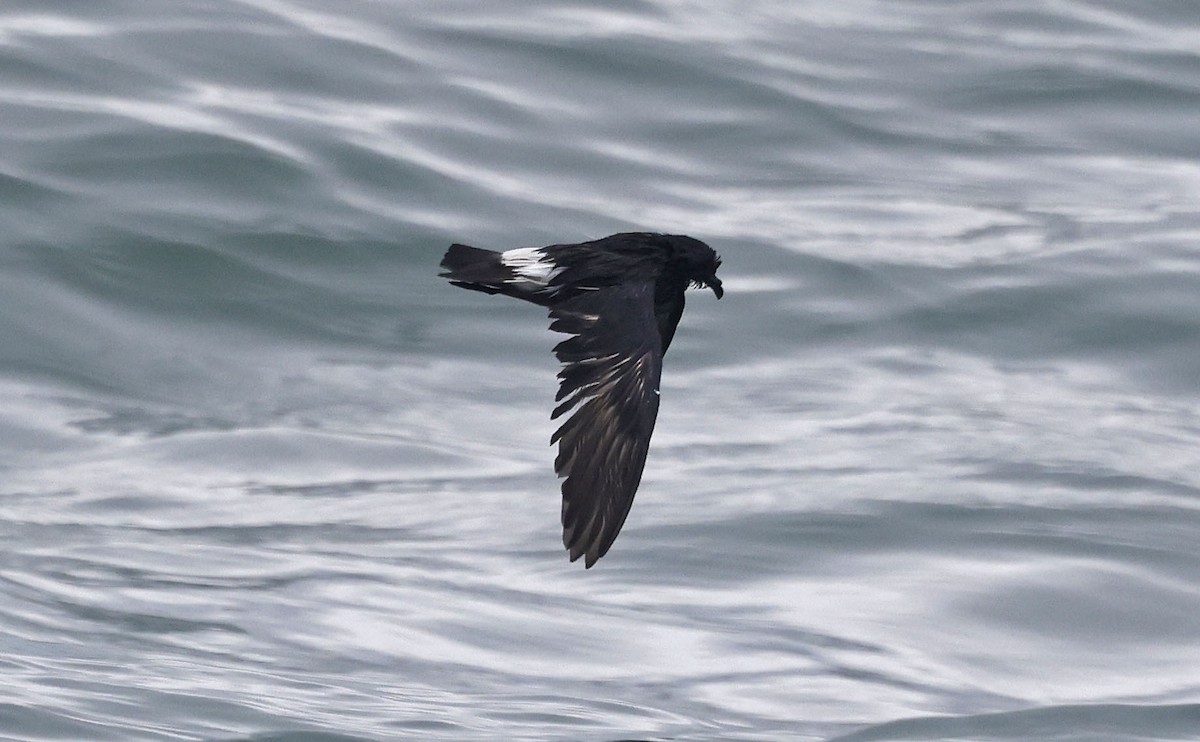 European Storm-Petrel - ML659877309