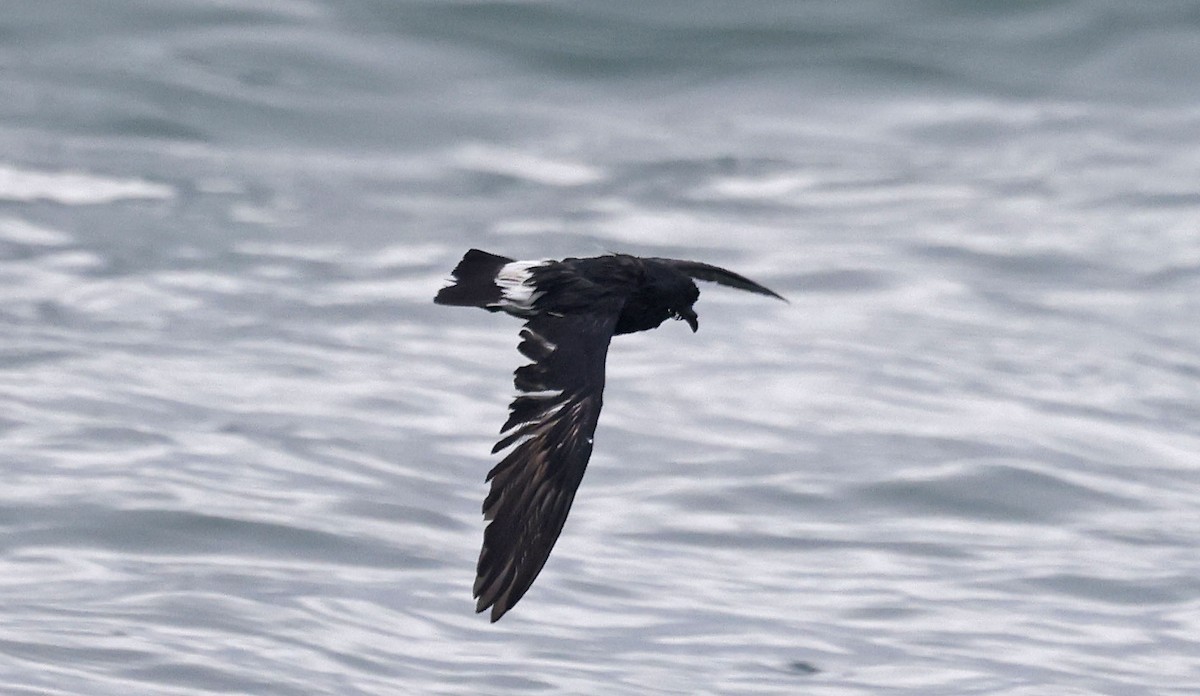 European Storm-Petrel - ML659877311