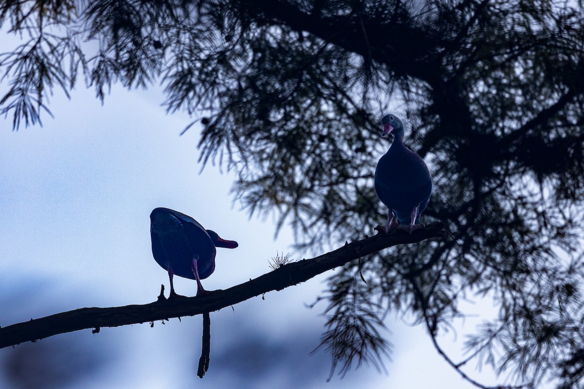 Black-bellied Whistling-Duck - ML659877439